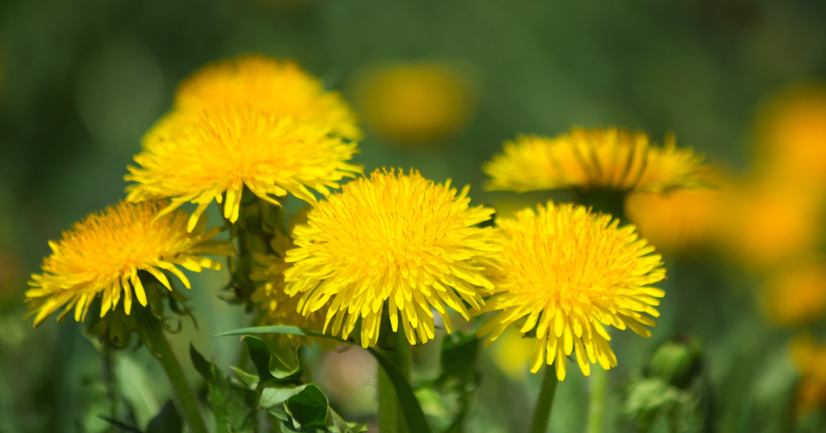 Exploring Dandelion Benefits: From Tea to Garden Use