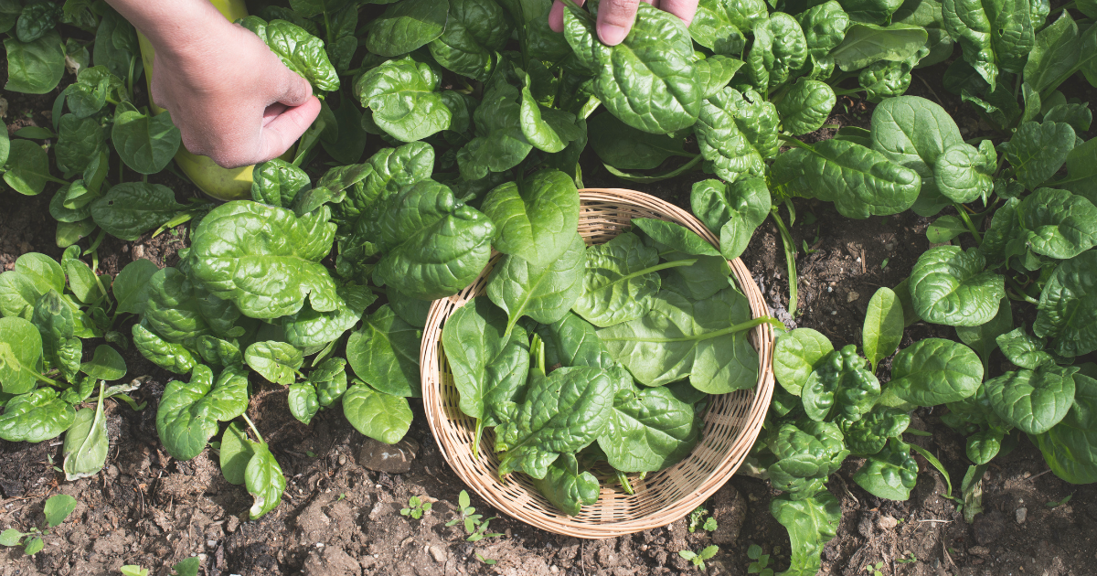 Spinach.png Spinach.png