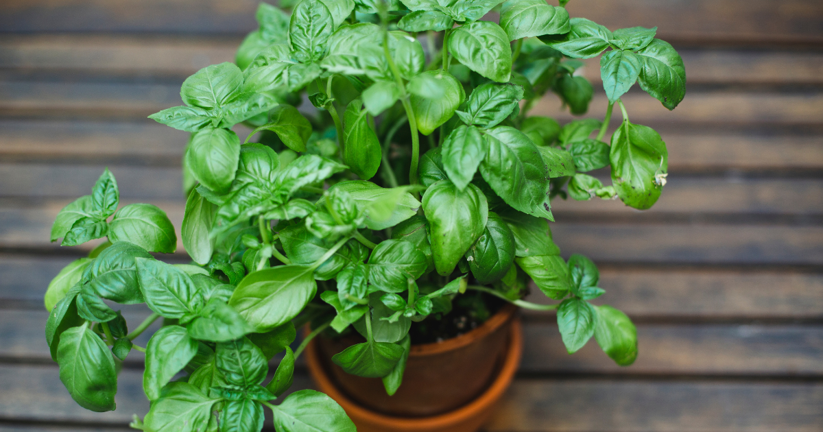 bringing basil plant indoor.png bringing basil plant indoor.png