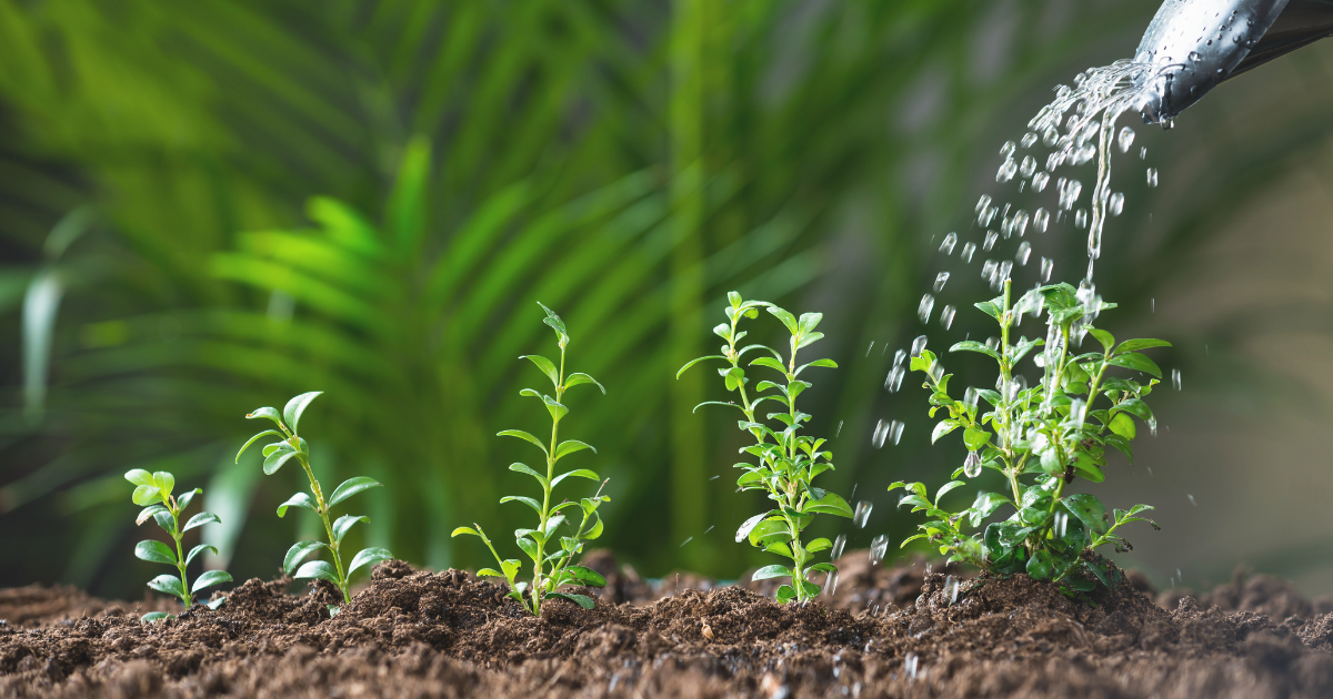 February Planting Common Mistakes.png February Planting Common Mistakes.png