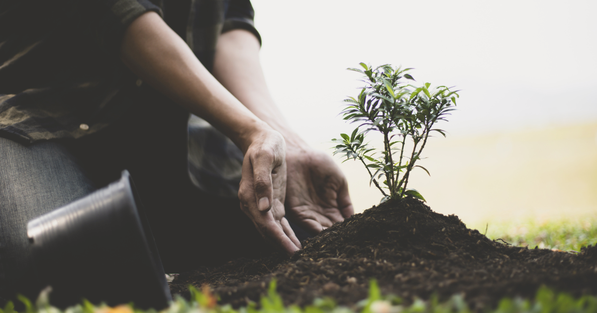 February Planting Guide: Vegetables, Flowers, and Seeds to Plant