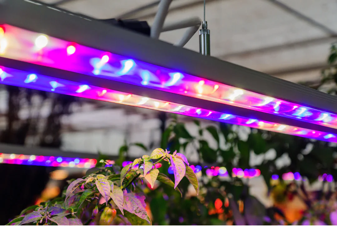 Flora | Grow Lights 101: A Comprehensive Guide
