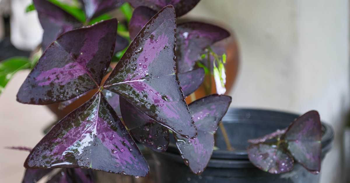 Grow Oxalis Effortlessly: A Beginner's Guide