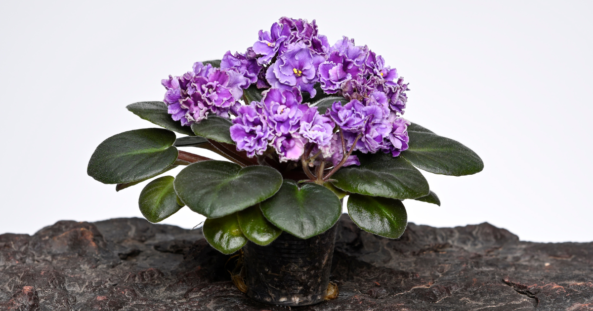 african violets soil.png african violets soil.png