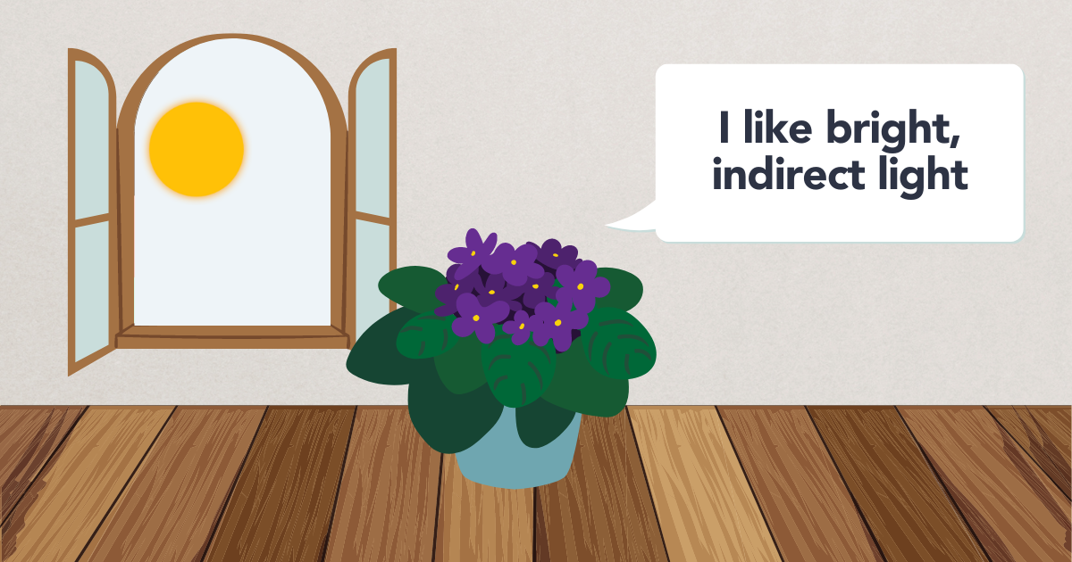 african violet plant light.png african violet plant light.png