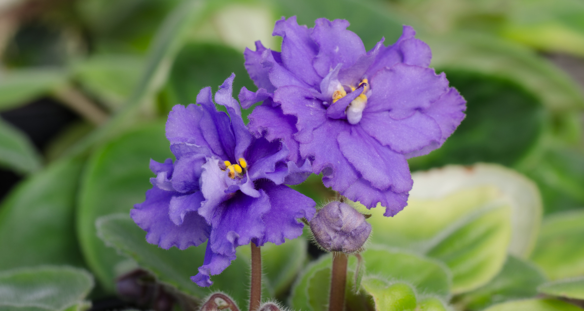 Growing African Violets: A Beginner's Guide