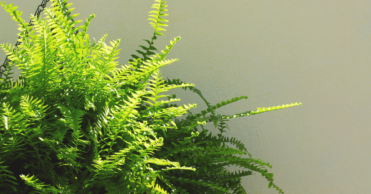 Caring for Boston Ferns After Pruning.png