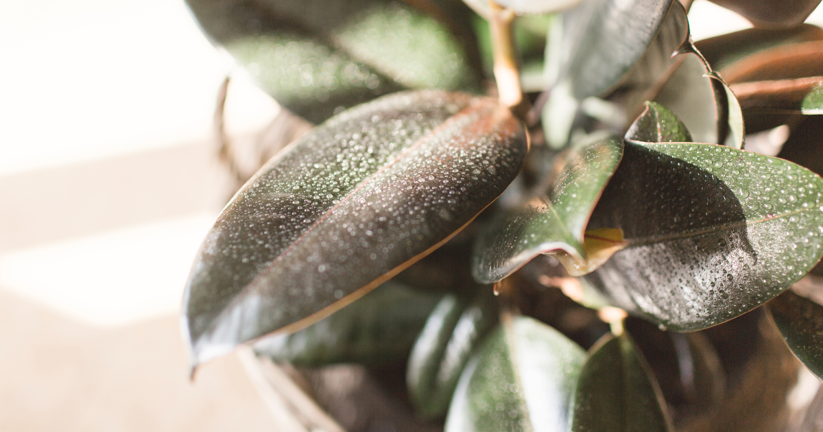 How Often to Water a Rubber Plant: A Guide