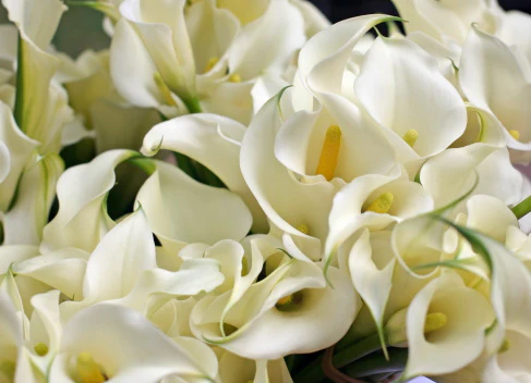 How to Care for Calla Lilies