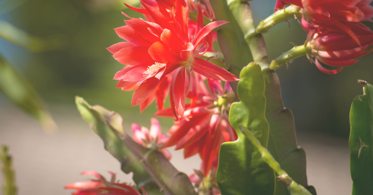 Easter Cactus Sunlight.png Easter Cactus Sunlight.png