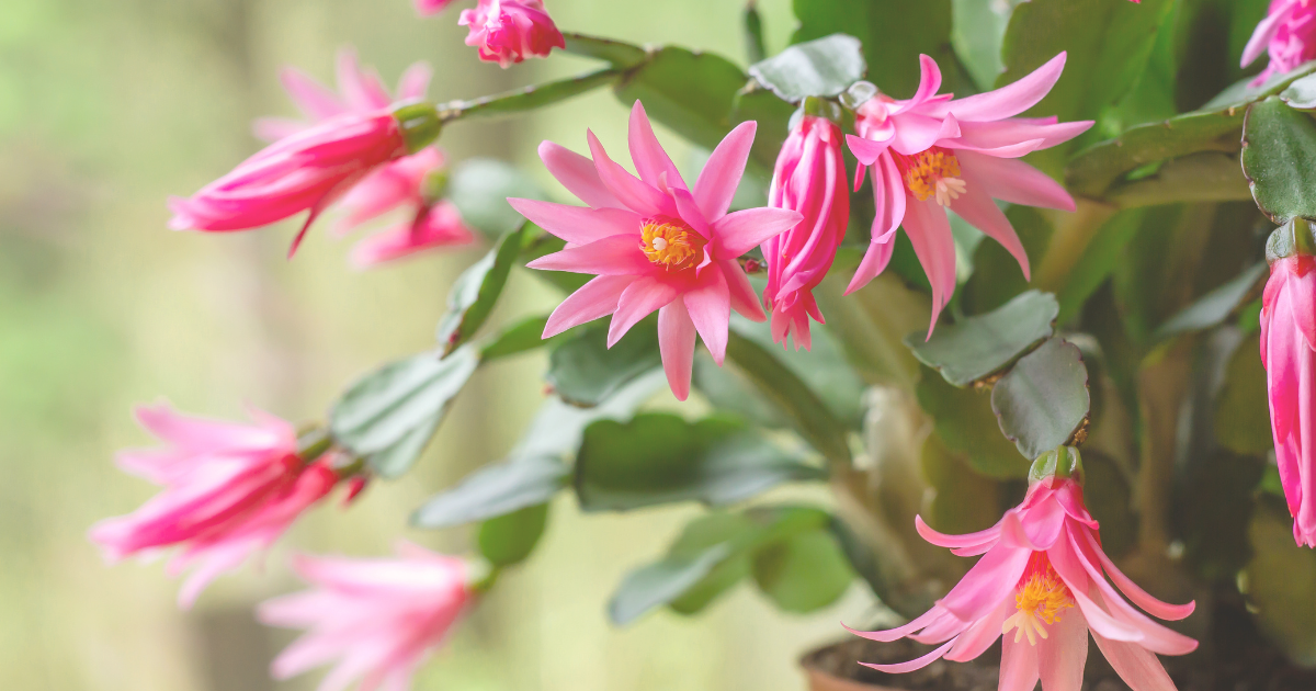 Easter Cactus.png Easter Cactus.png