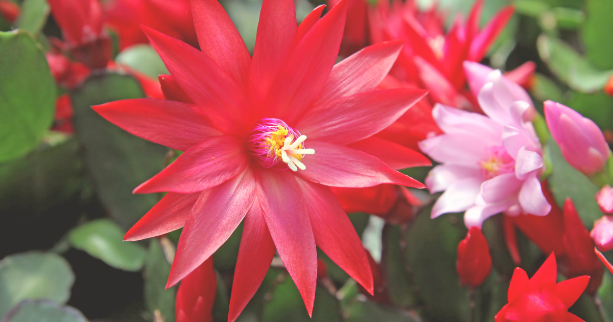 How to Get Easter Cactus to Bloom