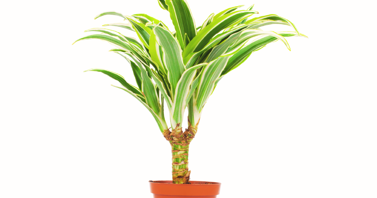 Root and Pot Issues.png