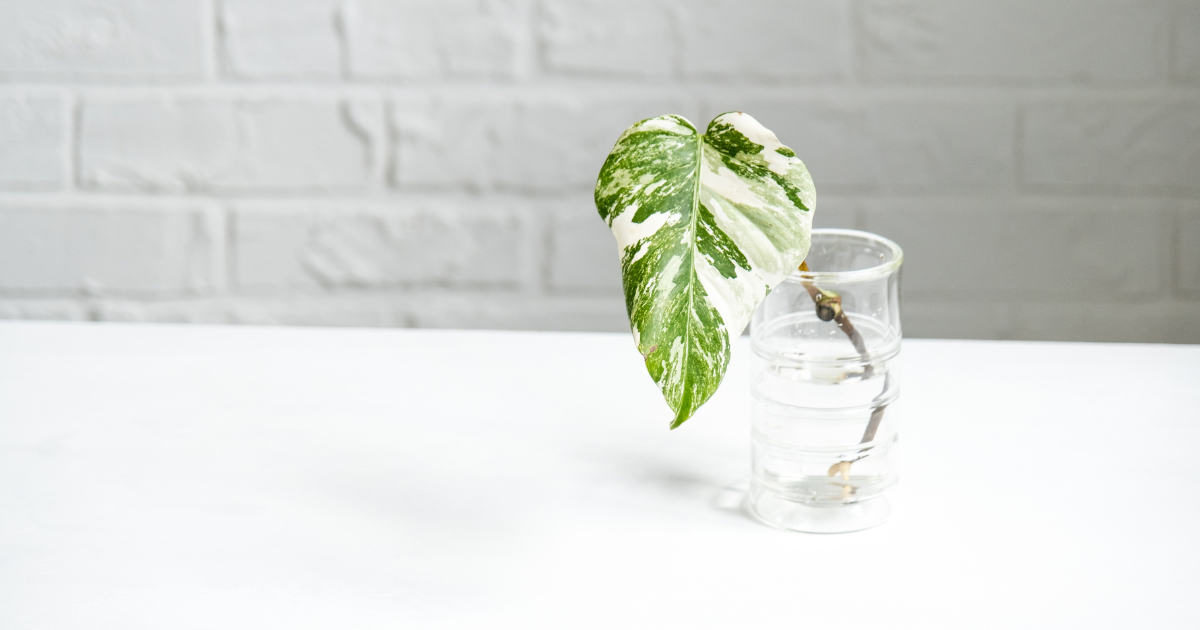 How to Propagate Philodendron: A Simple Guide