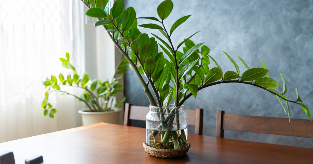 zz plant Water Propagation.png zz plant Water Propagation.png