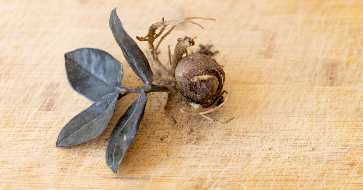 zz plant Root Ball Division.png zz plant Root Ball Division.png