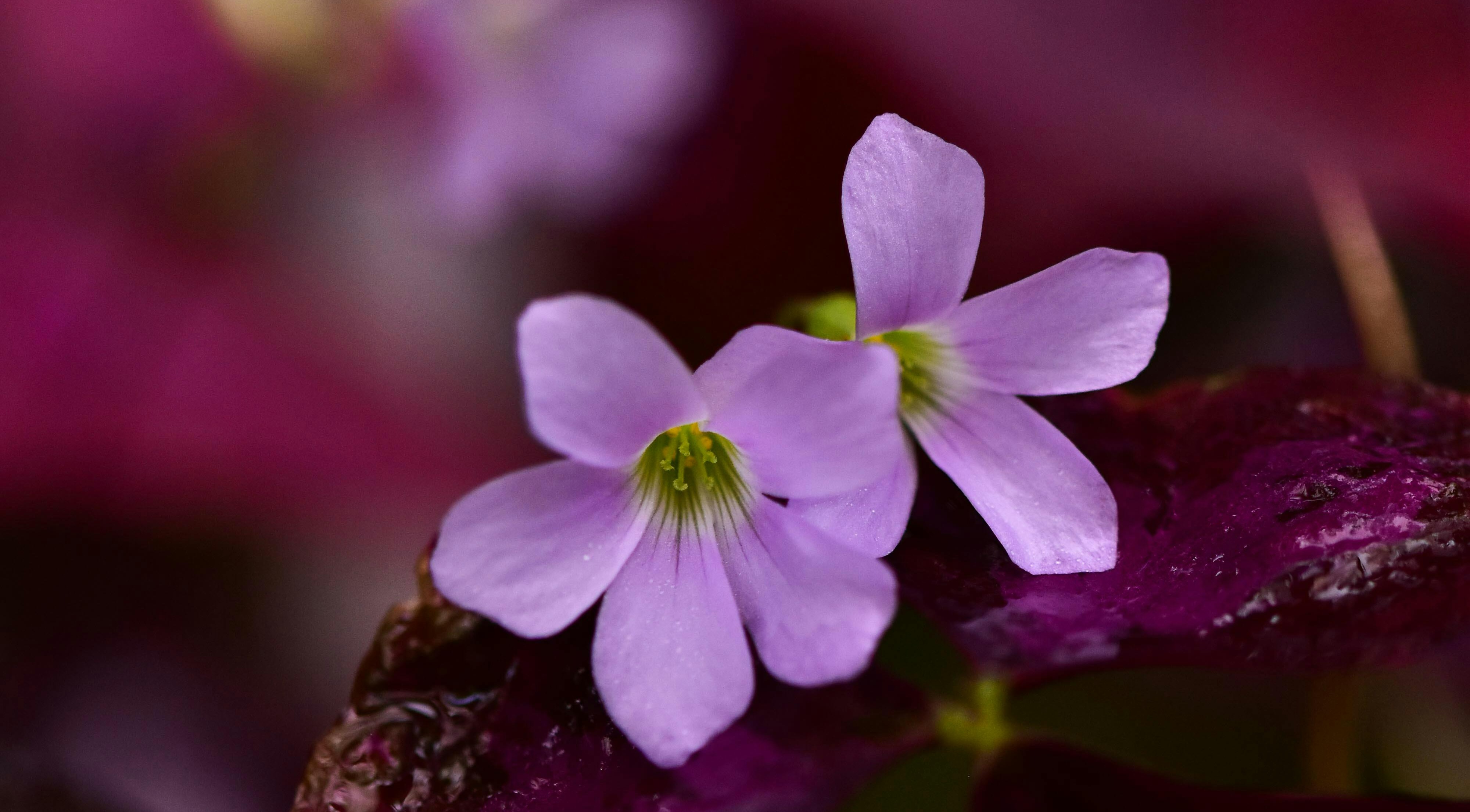 Is Oxalis a Perennial? Understanding Its Lifecycle