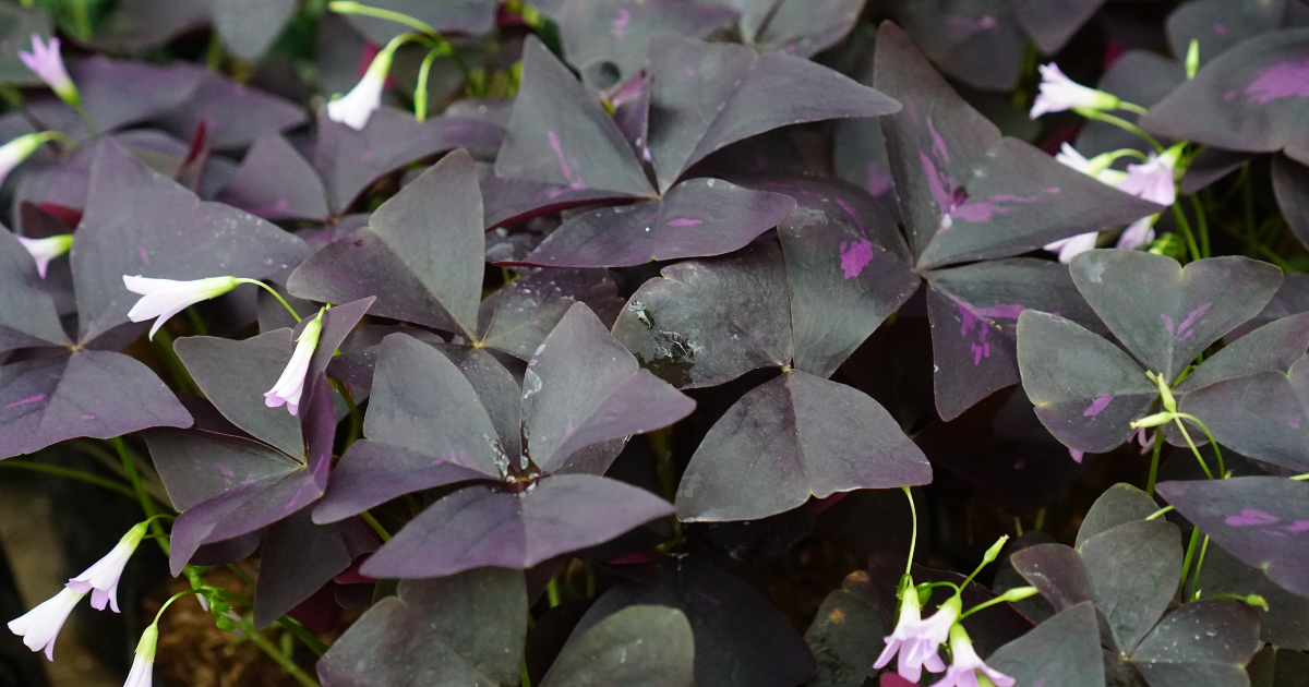 Is Oxalis Toxic to Pets? Understanding the Risks