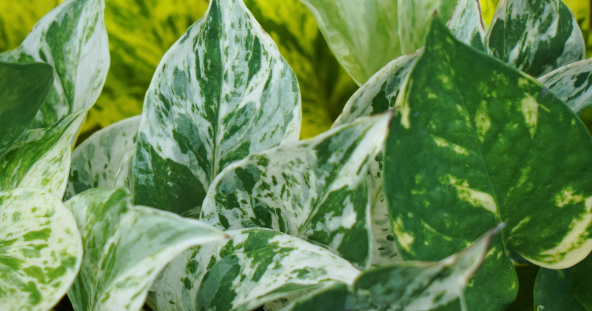 Jade Pothos Yellow Leaves: Causes and Solutions