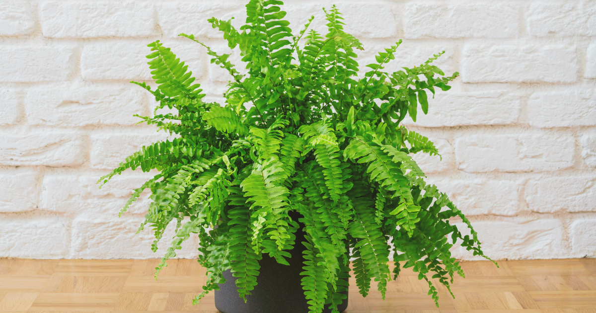 COVER - Boston Fern.png