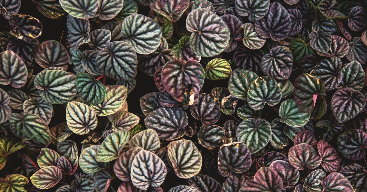 Propagating Peperomia.png