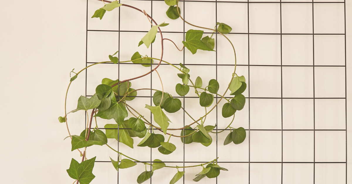 Stake or Support Tall Plants.png