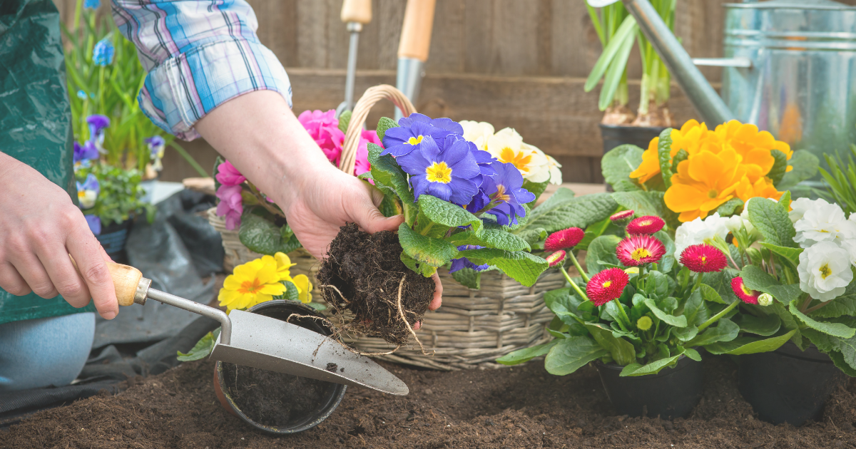 Plant Annuals for Summer Color.png