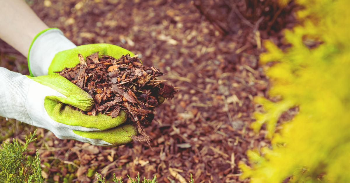 How to Apply Mulch Correctly.png
