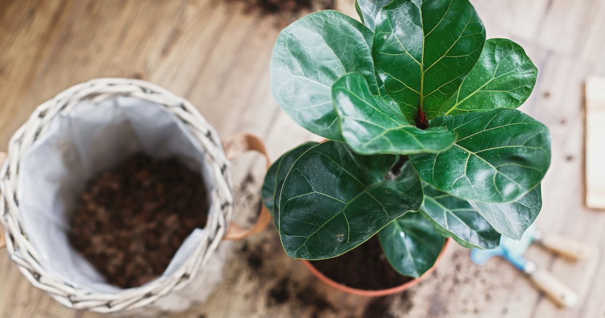 Nurturing Growth: A Comprehensive Guide to Fiddle Leaf Fig Soil