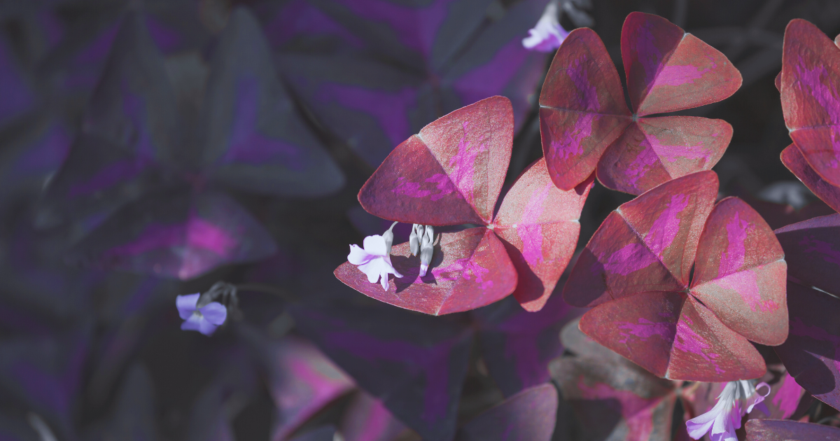 OXALIS TRIANGULARIS 1.png