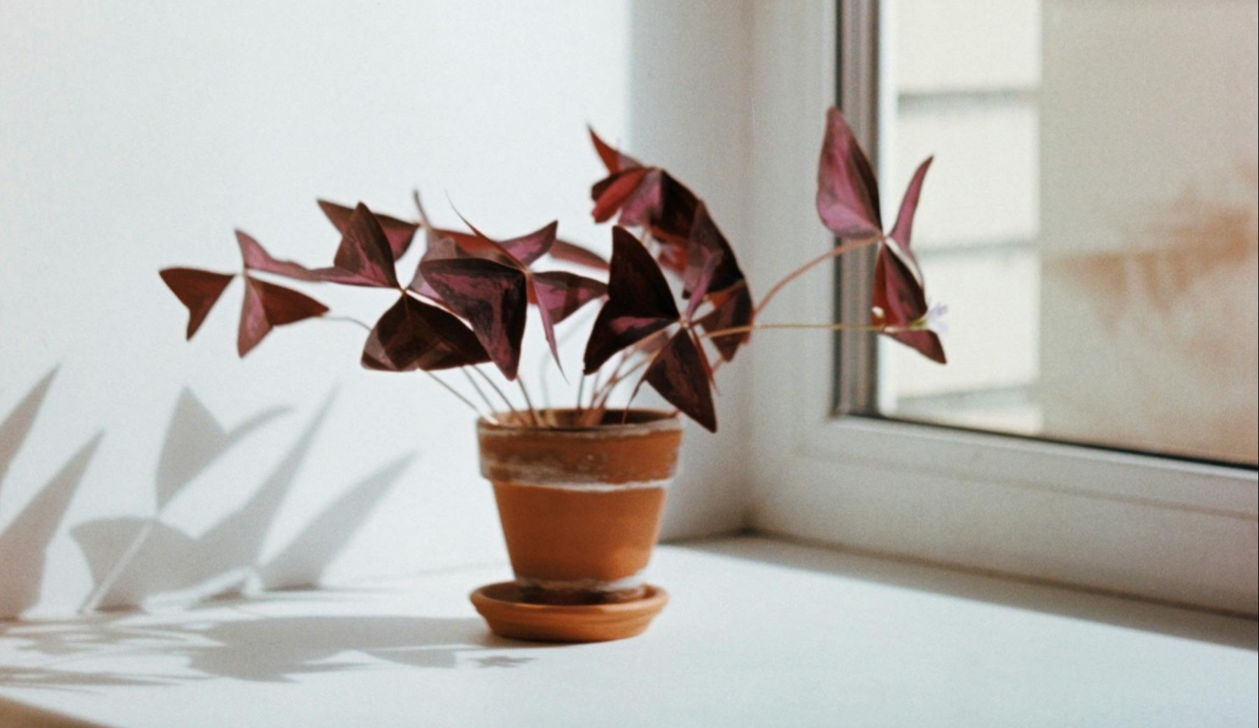 pexels-elena-golovchenko-12531510.jpg pexels-elena-golovchenko-12531510.jpg