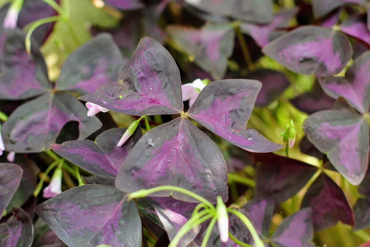 Oxalis Triangularis Propagation: A Step-by-Step Guide