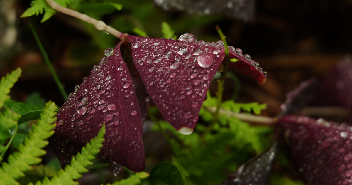 Oxalis Water Requirements: A Quick Guide