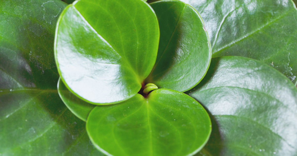 Peperomia Obtusifolia.png