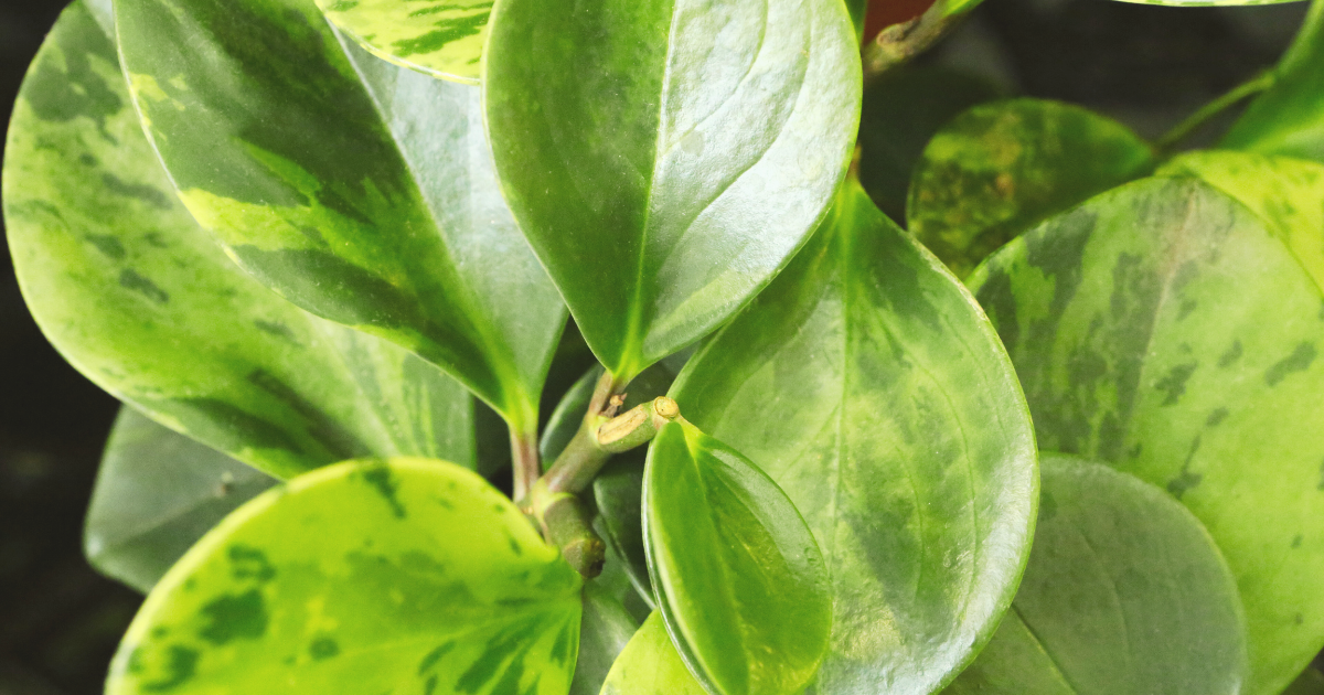 Common Issues & Troubleshooting.png