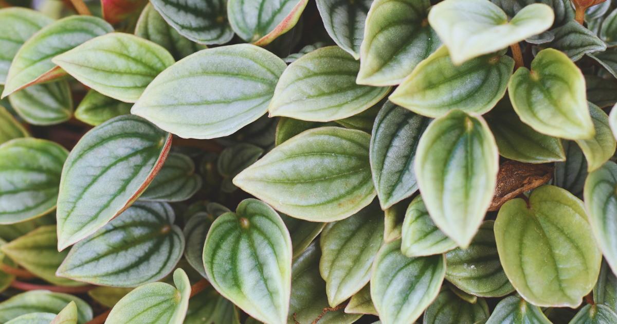 Peperomia Caperata.png