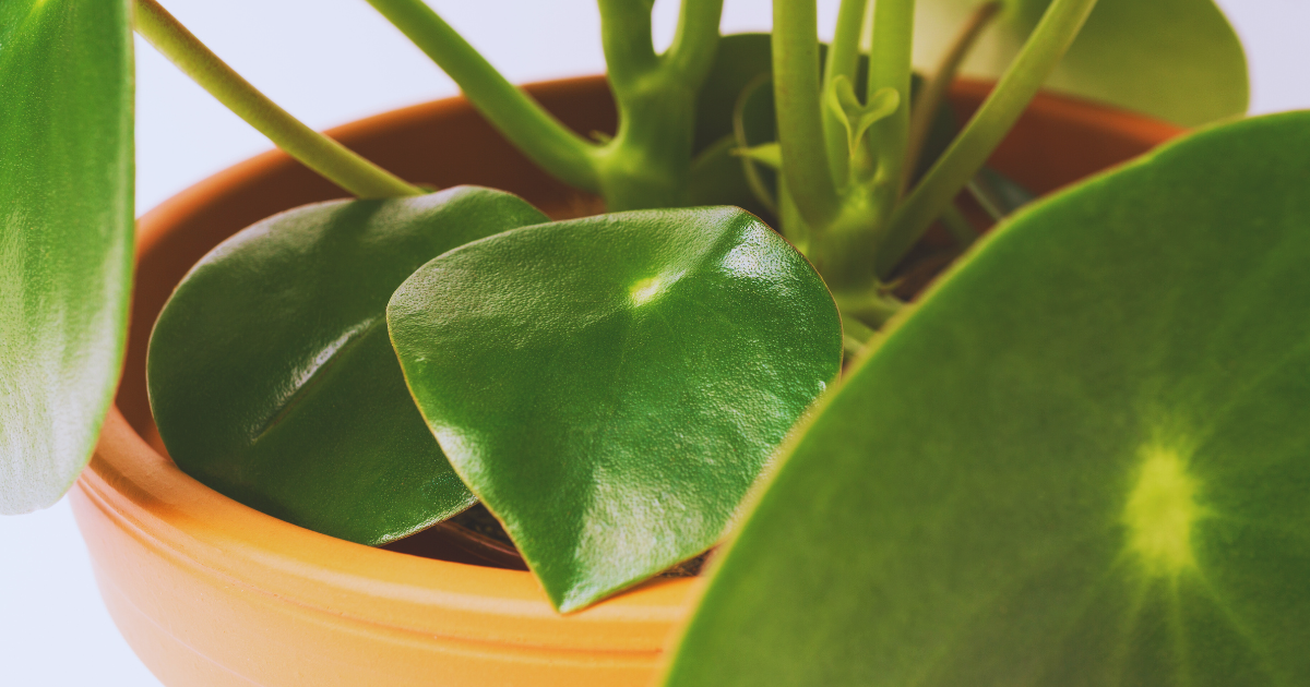 Peperomia Polybotrya.png