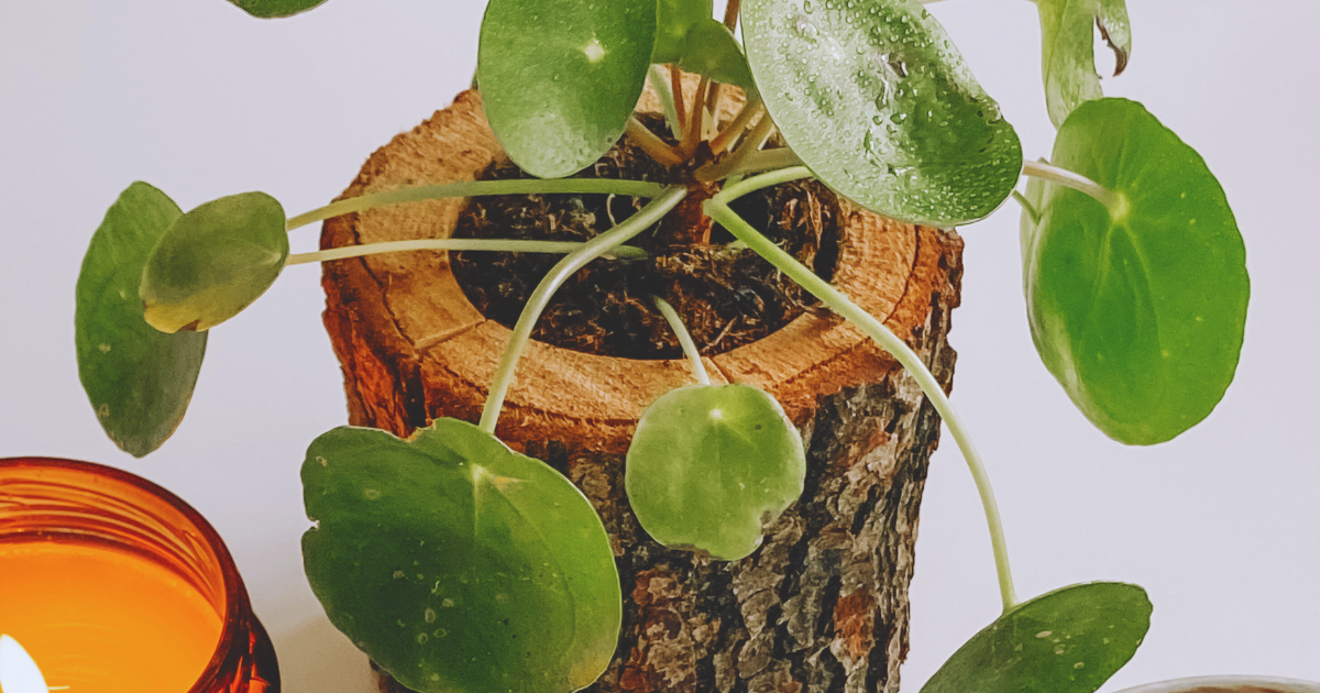Peperomia Hope.png