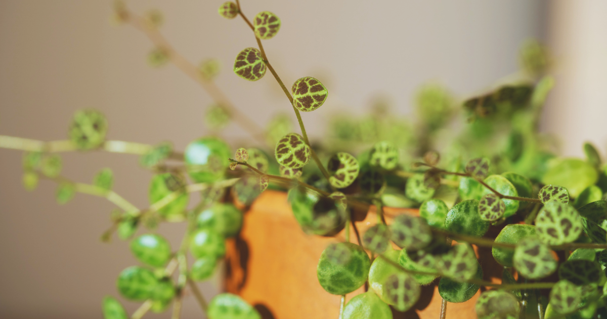 Peperomia Prostrata.png