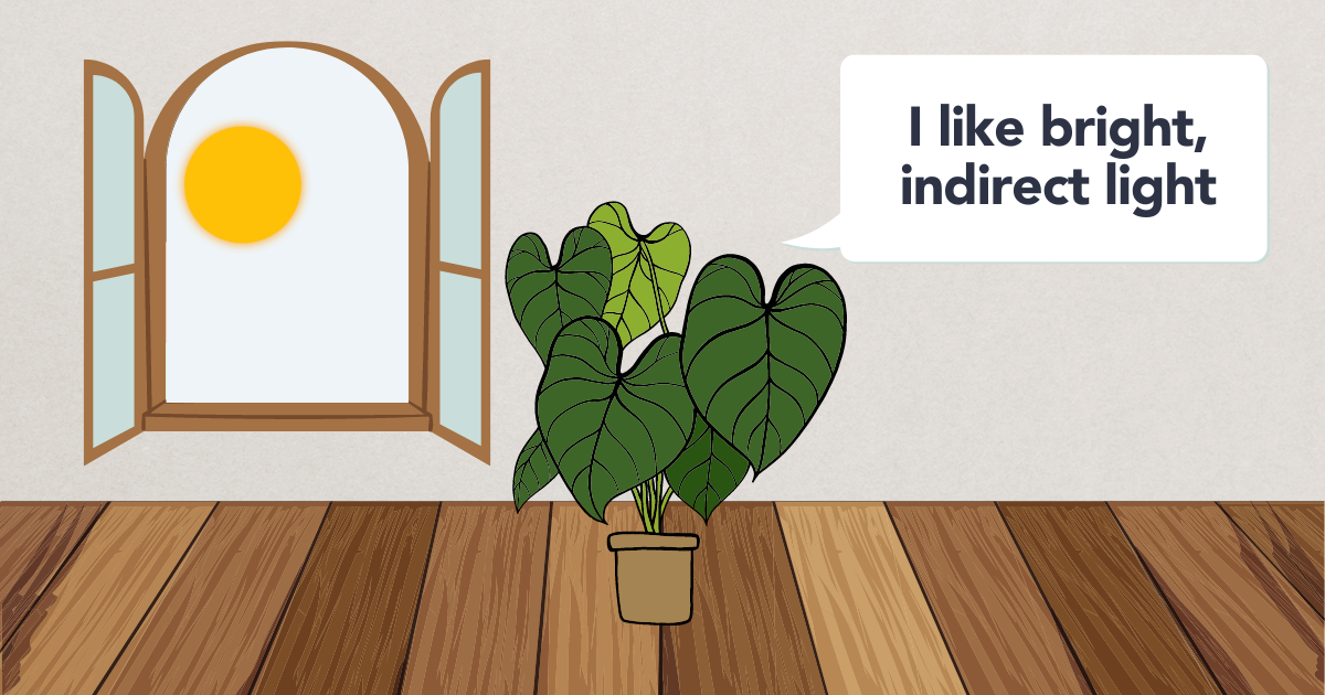 philodendron plant light.png philodendron plant light.png