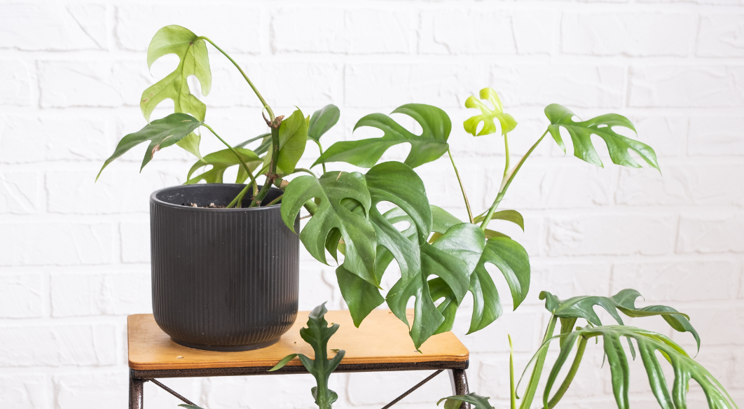 Philodendron Light Requirements