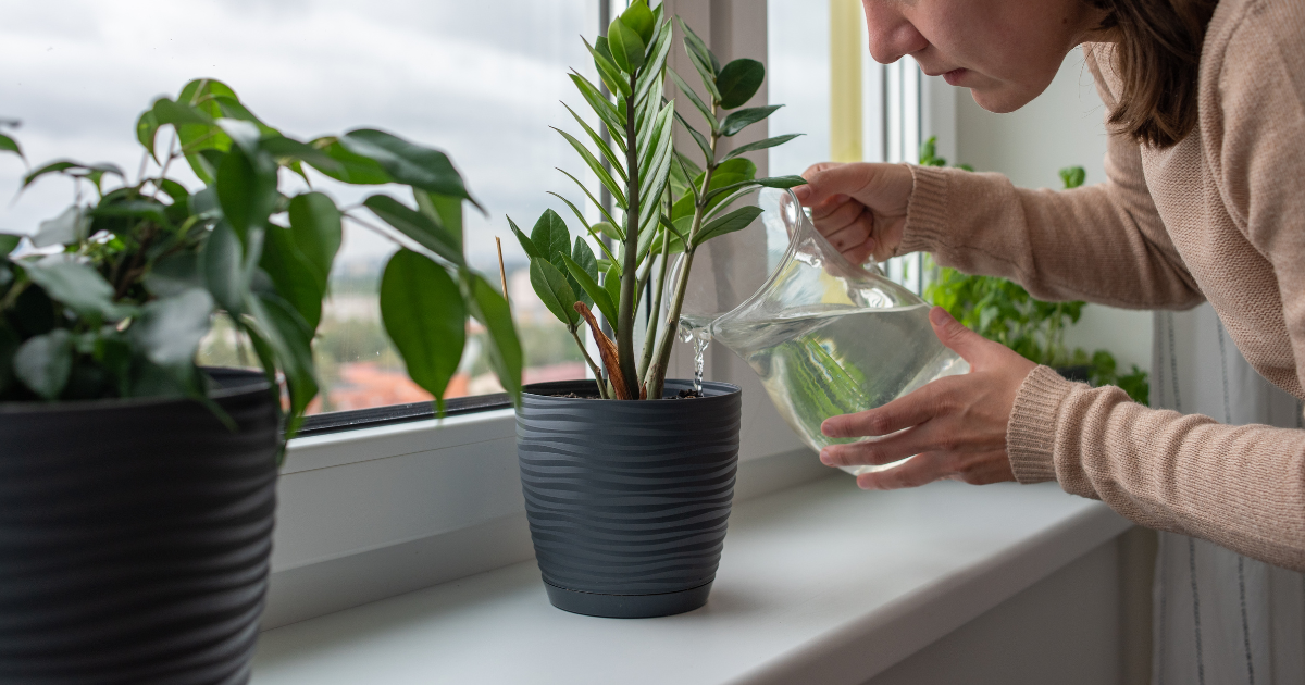 epipremnum pothos plant Happy Leaf Pothos, Manjula Pothos main image 0