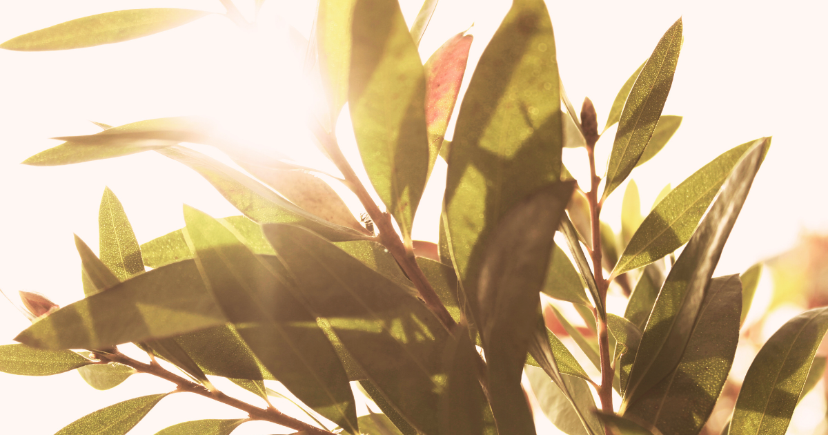 Preventing Plant Sunburn.png