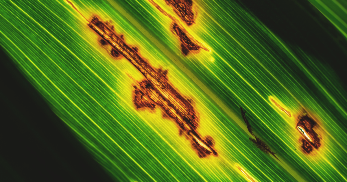 Preventing Leaf Burn in Sun-Exposed Plants
