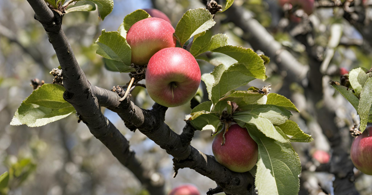 Pruning Apple Trees in Spring: Best Practices