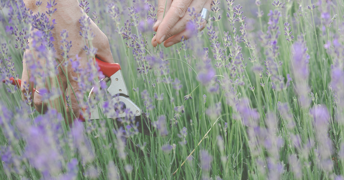 Step-by-Step Guide to Spring Lavender Pruning.png