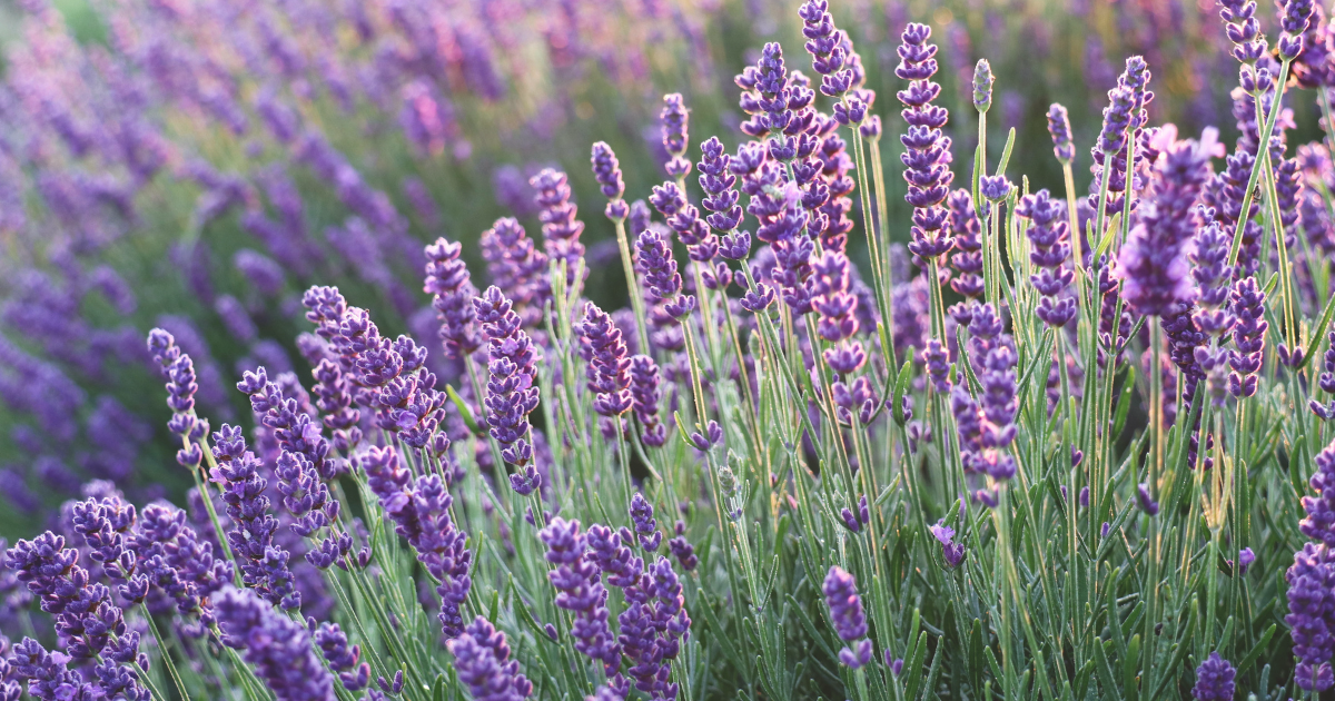 Benefits of Regular Lavender Pruning.png