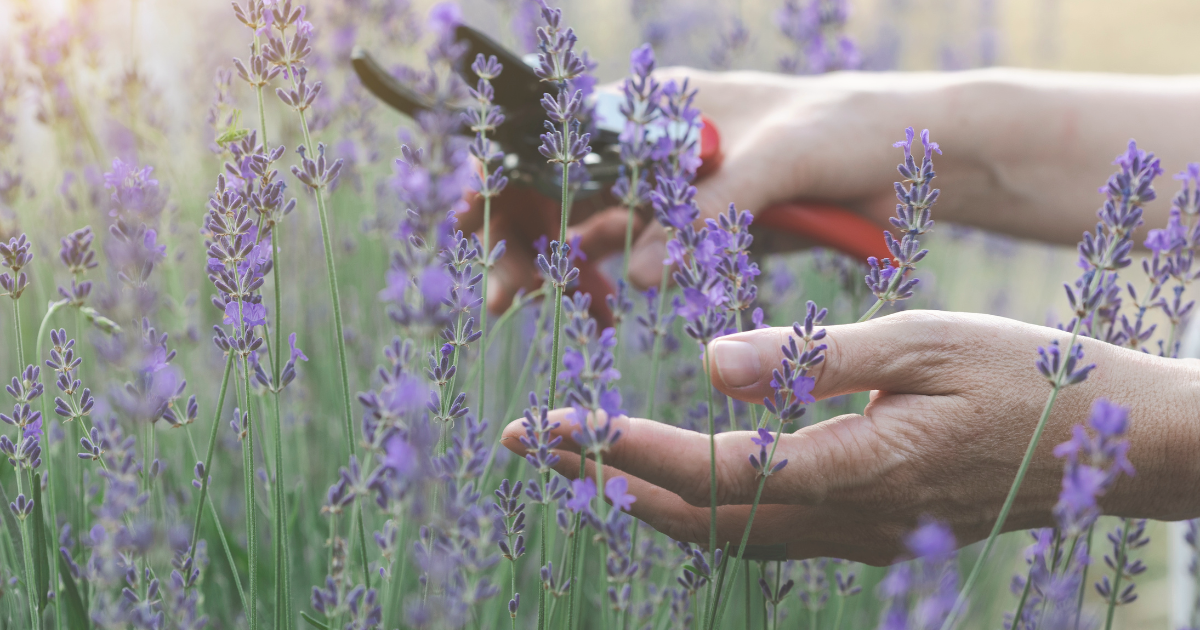 Pruning Lavender in Spring: Best Techniques