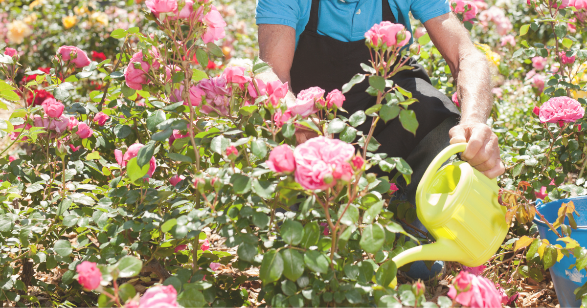 Post-Pruning Care for Healthy Blooms.png