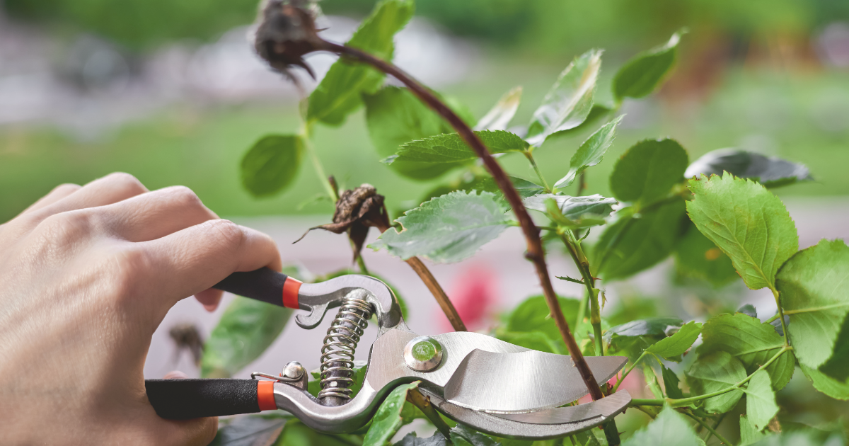 Pruning Roses in Spring: Essential Tips for Bloom